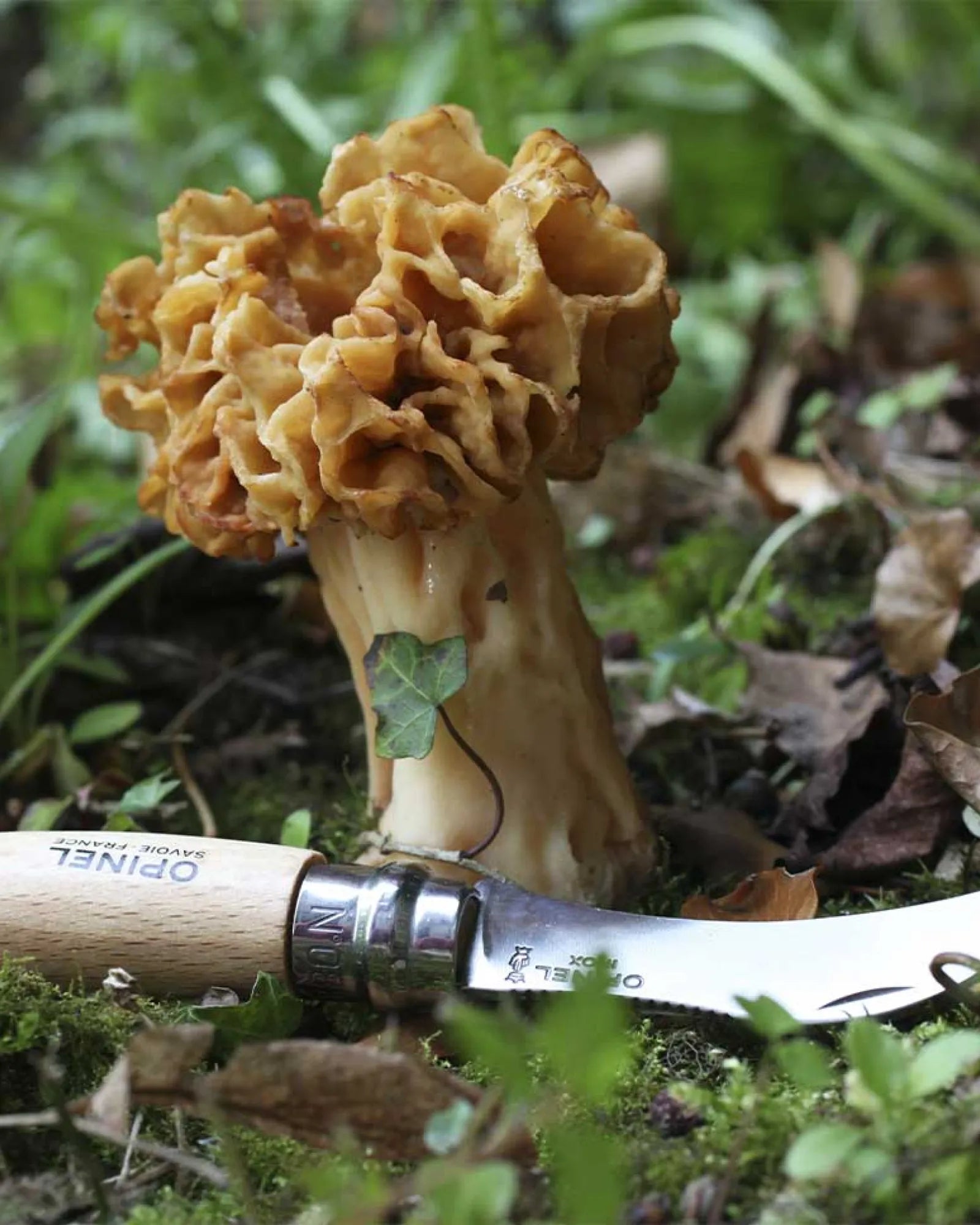 Nóż do grzybów ze stali nierdzewnej Opinel N°08 z nadrukiem - 4