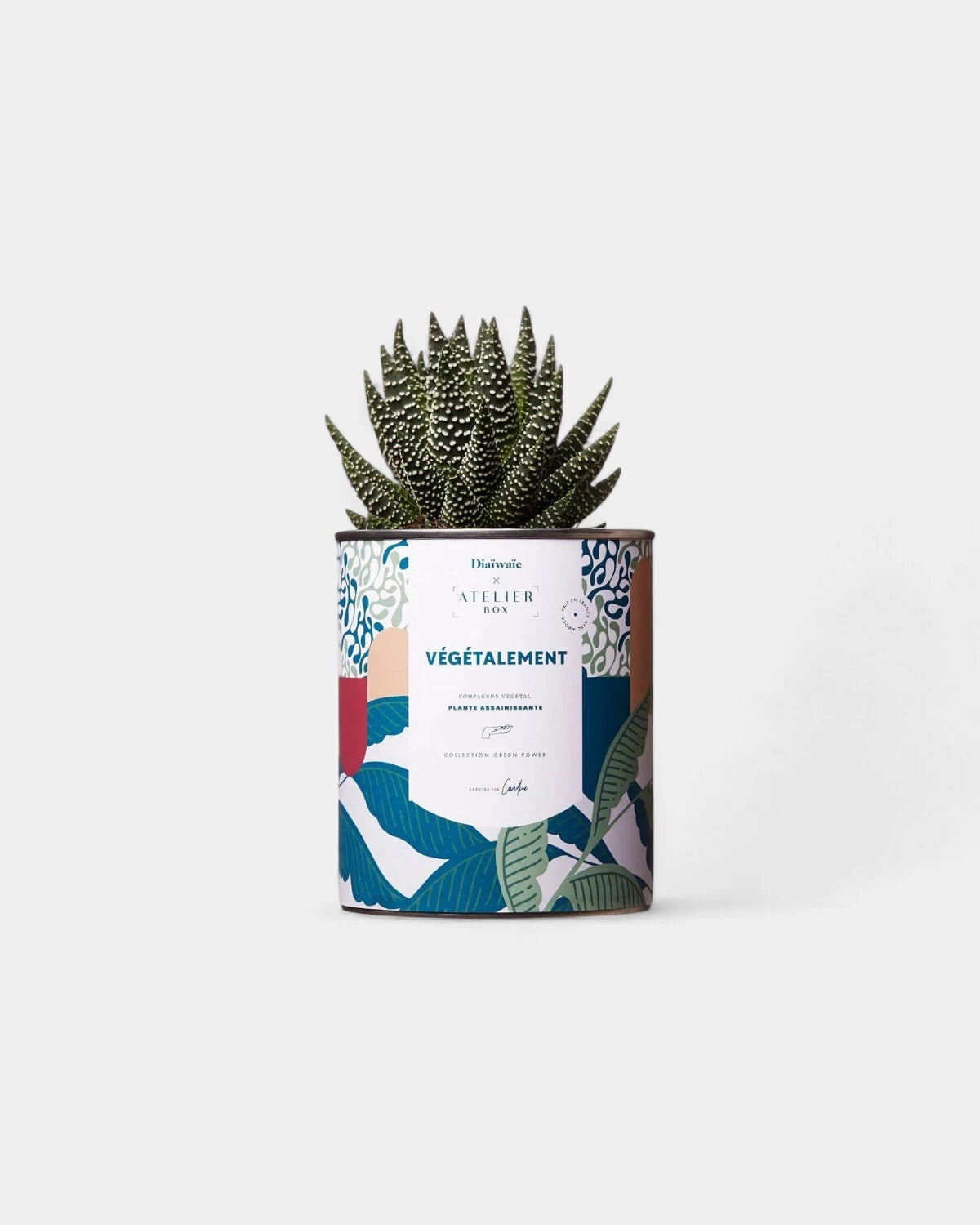 Cactus 100% personnalisable Diaiwaie